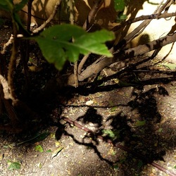 ORTO BOTANICO DI PALERMO. Fotografie di Giulio Azzarello ©2022. ORTO BOTANICO DI PALERMO. Fotografie di Giulio Azzarello ©2022.