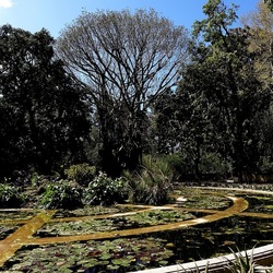 ORTO BOTANICO DI PALERMO. Fotografie di Giulio Azzarello ©2022. ORTO BOTANICO DI PALERMO. Fotografie di Giulio Azzarello ©2022.