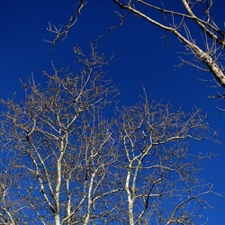 ALBERI. Fotografie di Giulio Azzarello &copy;2024.