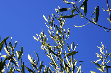 ULIVETO in autunno. Fotografie di Giulio Azzarello ©2014. ULIVETO in autunno. Fotografie di Giulio Azzarello ©2014.