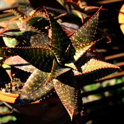 ORTO BOTANICO di Palermo nel maggio 2018. Fotografie di Giulio Azzarello &copy;2018.