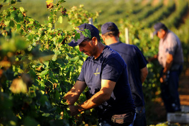 VENDEMMIA a Mazzara del Vallo in Sicilia con i contadini. Fotografie di Giulio Azzarello ©2016. VENDEMMIA a Mazzara del Vallo in Sicilia con i contadini. Fotografie di Giulio Azzarello ©2016.
