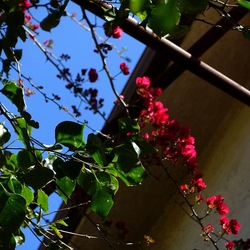 GIARDINO SICILIANO. Fotografie di Giulio Azzarello &copy;2024.