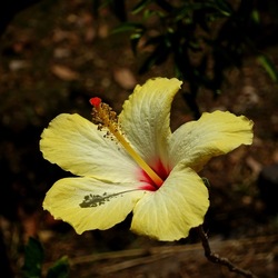 GIARDINO SICILIANO. Fotografie di Giulio Azzarello ©2022. GIARDINO SICILIANO. Fotografie di Giulio Azzarello ©2022.