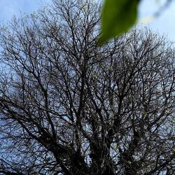 PIANTE. Fotografie di Giulio Azzarello &copy;2022.