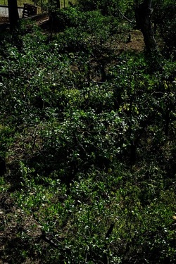 POTATURA fotografie di Giulio Azzarello ©2021. POTATURA fotografie di Giulio Azzarello ©2021.