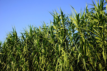 ISOLA DI USTICA la natura. Fotografie di Giulio Azzarello &copy;2016.