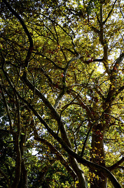 GIARDINI della BIENNALE a Venezia. Foto di Giulio Azzarello &copy;2015 2016.