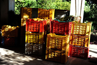 LIMONI di Sicilia coltivati in modo biologico. Fotografie di Giulio Azzarello &copy;2014.