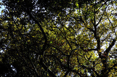 GIARDINI della BIENNALE a Venezia. Foto di Giulio Azzarello &copy;2015 2016.