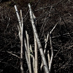 RAMI E ROVI. Fotografie di Giulio Azzarello ©2023. RAMI E ROVI. Fotografie di Giulio Azzarello ©2023.