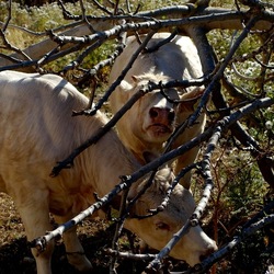 BESTIE. Fotografie di Giulio Azzarello ©2022. BESTIE. Fotografie di Giulio Azzarello ©2022.