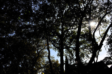 GIARDINI della BIENNALE a Venezia. Foto di Giulio Azzarello &copy;2015 2016.