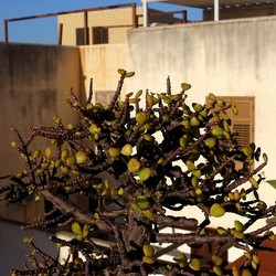 BONSAI. Fotografie di Giulio Azzarello &copy;2022.