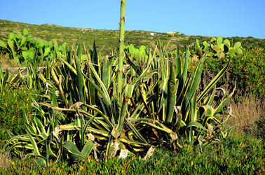 ISOLA DI USTICA la natura. Fotografie di Giulio Azzarello &copy;2016.