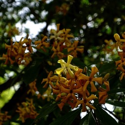 ORTO BOTANICO. Fotografie di Giulio Azzarello &copy;2024.