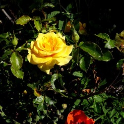 ROSETO. Fotografie di Giulio Azzarello &copy;2022.