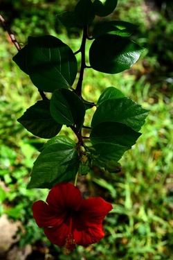 GIARDINO SICILIANO fotografie di Giulio Azzarello &copy;2020.