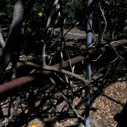 GIARDINO fotografie di Giulio Azzarello ©2019. GIARDINO fotografie di Giulio Azzarello ©2019.