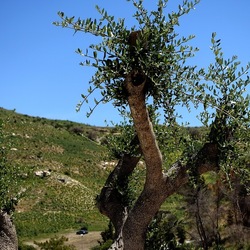 SEGESTA. Fotografie di Giulio Azzarello ©2024. SEGESTA. Fotografie di Giulio Azzarello ©2024.