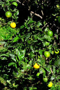 AGRUMETO SICILIANO in autunno. Fotografie di Giulio Azzarello &copy;2014.