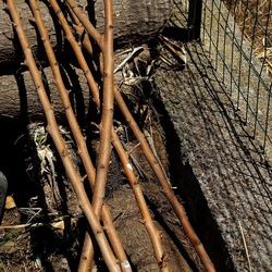 GIARDINO SICILIANO. Fotografie di Giulio Azzarello ©2022. GIARDINO SICILIANO. Fotografie di Giulio Azzarello ©2022.