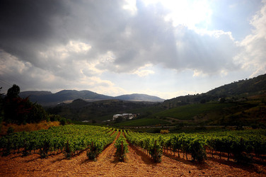 CAMPAGNA SICILIANA. Fotografie di Giulio Azzarello &copy;2016.
