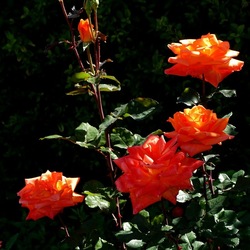 ROSETO. Fotografie di Giulio Azzarello &copy;2022.