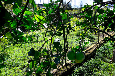 AGRUMETO SICILIANO in autunno. Fotografie di Giulio Azzarello &copy;2014.