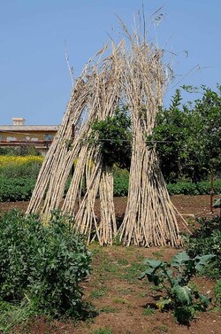 IL CANNETO del contadino siciliano. Fotografie di Giulio Azzarello &copy;2014.