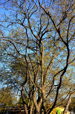 GOLE DELL ALCANTARA in Sicilia. Fotografie di Giulio Azzarello &copy;2016.