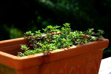 GIARDINO SICILIANO fotografie di Giulio Azzarello &copy;2020.
