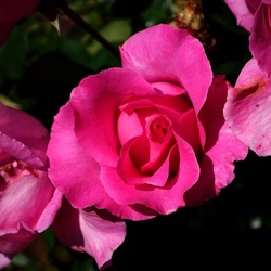 ROSETO. Fotografie di Giulio Azzarello &copy;2022.