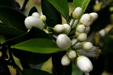 ZAGARA. Fotografie di Giulio Azzarello ©2022. ZAGARA. Fotografie di Giulio Azzarello ©2022.