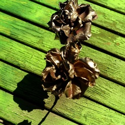 METALLICO. Fotografia di Giulio Azzarello &copy;2023.