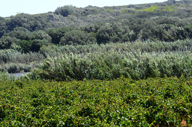 GORGHI TONDI oasi di vigneti e piante Mazzara del Vallo in Sicilia. Foto di Giulio Azzarello ©2016. GORGHI TONDI oasi di vigneti e piante Mazzara del Vallo in Sicilia. Foto di Giulio Azzarello ©2016.