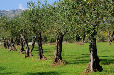 CALTABELLOTTA in Sicilia. Fotografie di Giulio Azzarello ©2014.