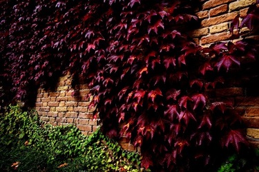 BIENNALE di VENEZIA Arte Contemporanea Giardini. Fotografie di Giulio Azzarello &copy;2020.
