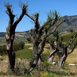 SEGESTA. Fotografie di Giulio Azzarello ©2024. SEGESTA. Fotografie di Giulio Azzarello ©2024.