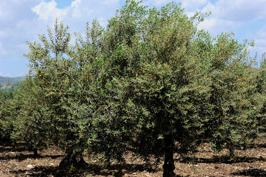 VIGNETO AGRITURISTICO PLANETA a Sambuca di Sicilia. Fotografie di Giulio Azzarello &copy;2014.