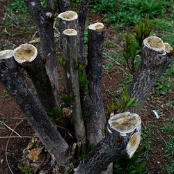 TRONCHI. Fotografie di Giulio Azzarello ©2022.