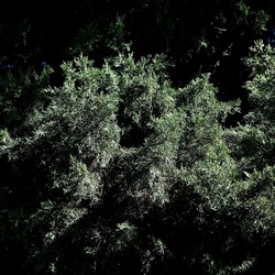 RAMI E ROVI. Fotografie di Giulio Azzarello ©2023. RAMI E ROVI. Fotografie di Giulio Azzarello ©2023.