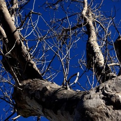 ALBERI. Fotografie di Giulio Azzarello &copy;2024.