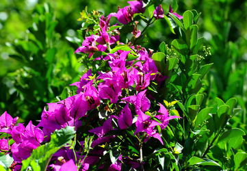 NATURA Violette siciliane in un tipico giardino in estate. Fotografie di Giulio Azzarello &copy;2014.