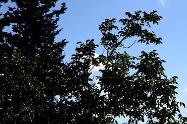 NUVOLE E NATURA fotografie di Giulio Azzarello &copy;2014.