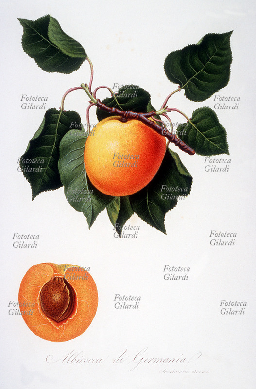 ERBARI Albicocco di Germania. (Tav. 6, vol. I) Illustrazione cromolitografica da: "Pomona italiana ossia trattato degli alberi fruttiferi", la prima e più importante opera iconografica della pomologia italiana, curata da Giorgio Gallesio (1772-1839). Edita in fascicoli a partire dal 1817 fino alla morte del curatore, era finanziata da un originale sistema associativo: i committenti, accuratamente selezionati, si impegnavano ad acquistare ciascun fascicolo, i cui proventi finanziavano la produzione del fascicolo successivo; solo così Gallesio potè sostenere i costi dell\