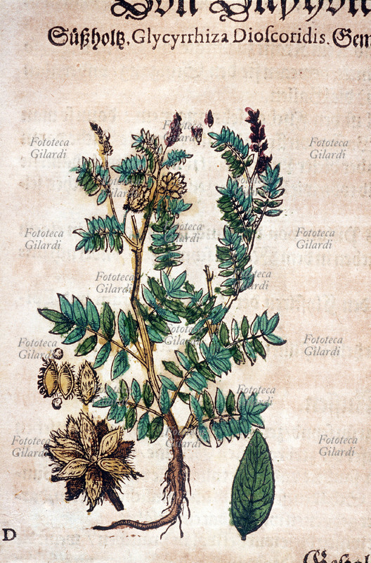 ERBARI Liquirizia (Glycyrrhiza Dioscoridis). Pianta intera, comprese le radici, con fiori ed ingrandimento dei semi e di una foglia. Da \