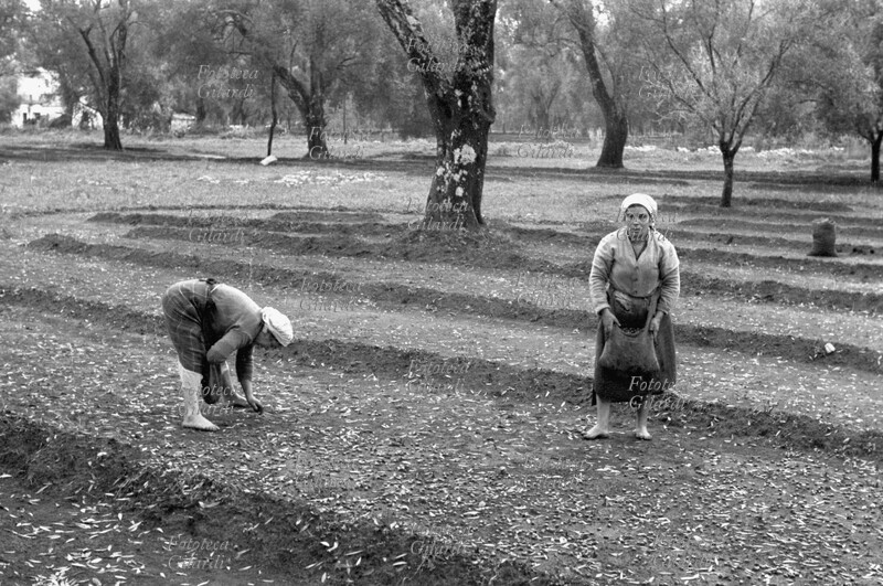 AGRICOLTURA due donne raccoglitrici stagionali al lavoro nell\