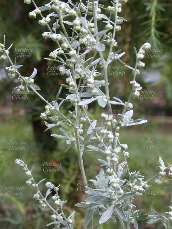 ASSENZIO Artemisia absinthium. Famiglia delle Composite. Le foglie e le sommità fiorali hanno proprietà antisettiche, aromatiche, aperitive, emmenagoghe, febbrifughe, stimolanti, toniche, vermifughe. Vengono utilizzate per uso interno in infusi decotti, tintura, scriroppo. L\