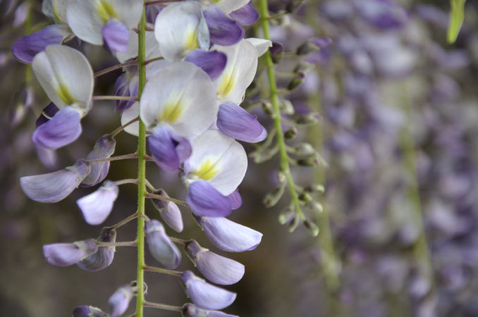 FIORE DI GLICINE RAVVICINATO